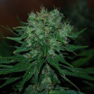 Blue Cheese Auto (Expert Seeds) feminisiert