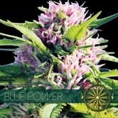 Blue Power (Vision Seeds) feminisiert