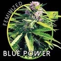 Blue Power (Vision Seeds) feminisiert