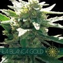 La Blanca Gold (Vision Seeds) feminisiert