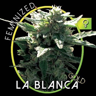 La Blanca Gold (Vision Seeds) feminized
