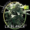 La Blanca Gold (Vision Seeds) feminized