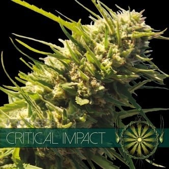 Critical Impact (Vision Seeds) feminisiert