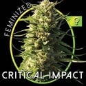 Critical Impact (Vision Seeds) feminisiert