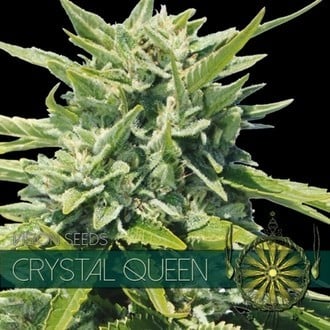 Crystal Queen (Vision Seeds) feminisiert