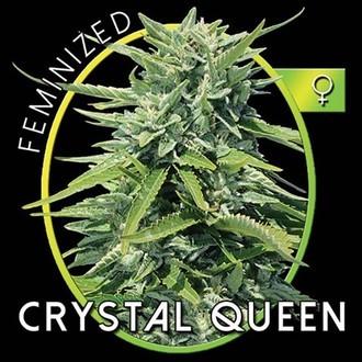Crystal Queen (Vision Seeds) feminized
