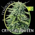 Crystal Queen (Vision Seeds) feminisiert