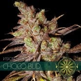Choco Bud (Vision Seeds) feminisiert