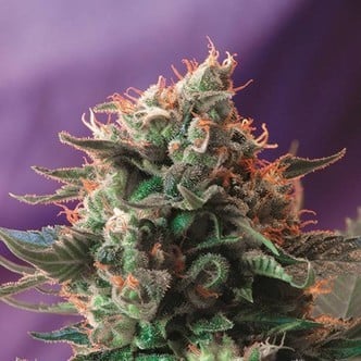 Jack 47 (Sweet Seeds) feminisiert