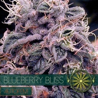 Blueberry Bliss Autoflowering (Vision Seeds) feminisiert