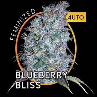 Blueberry Bliss Autoflowering (Vision Seeds) feminized