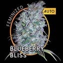 Blueberry Bliss Autoflowering (Vision Seeds) feminisiert