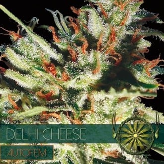 Delhi Cheese Autoflowering (Vision Seeds) feminisiert