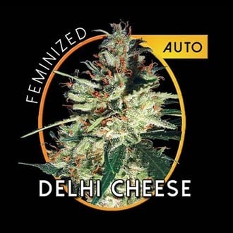 Delhi Cheese Autoflowering (Vision Seeds) feminized