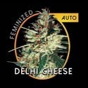 Delhi Cheese Autoflowering (Vision Seeds) feminisiert
