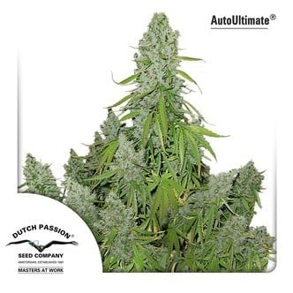 AutoUltimate (Dutch Passion) feminized