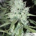 Auto Ultimate (Dutch Passion) feminized