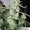 AutoUltimate (Dutch Passion) feminized