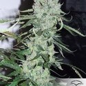 AutoUltimate (Dutch Passion) feminized