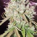 Auto Ultimate (Dutch Passion) feminized