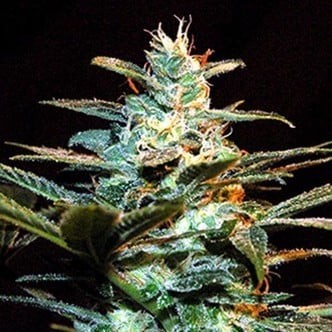 Ice Cool (Sweet Seeds) feminized