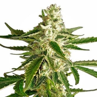 White Diesel Haze Automatic (White Label) feminisiert