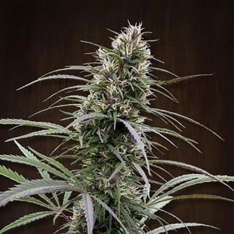 Congo (ACE Seeds) feminisiert