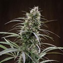 Congo (ACE Seeds) feminized