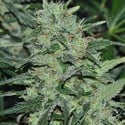 Malawi (ACE Seeds) feminisiert