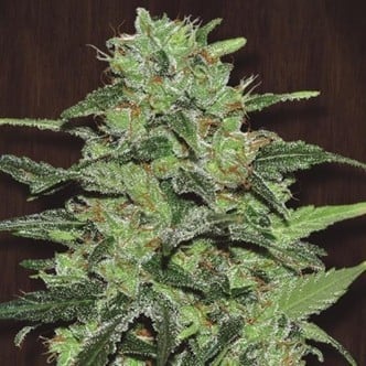 Malawi (ACE Seeds) feminisiert