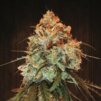 Golden Tiger (ACE Seeds) feminized