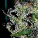 Zamaldelica (ACE Seeds) feminized