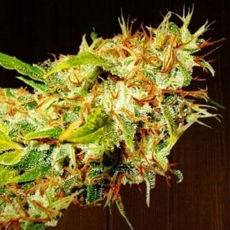 Zamaldelica (ACE Seeds) feminized