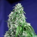 Big Devil - F1 Fast Version (Sweet Seeds) feminisiert