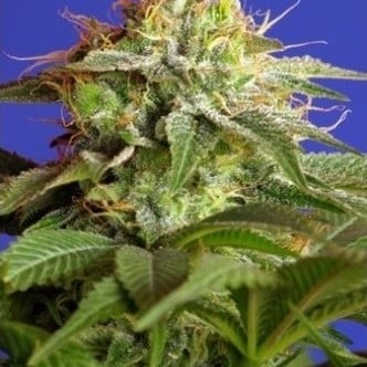 Green Poison (Sweet Seeds) feminisiert