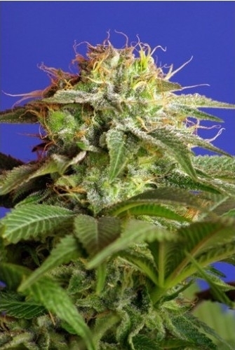 Green Poison (Sweet Seeds) feminisiert