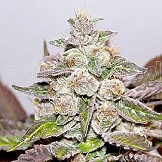 Mendocino x Purple Kush (Medical Seeds) feminisiert