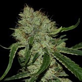 Tangilope (DNA Genetics) feminized