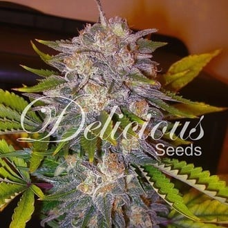 Caramelo (Delicious Seeds) feminized