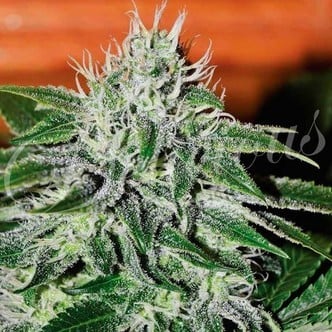 Critical Jack Herer (Delicious Seeds) feminisiert