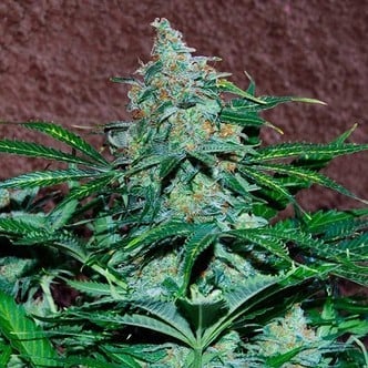 Amnesia Auto (World of Seeds) feminized