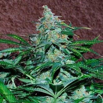 Amnesia Ryder Automatic (World of Seeds) feminisiert