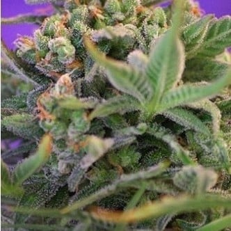 Sweet Cheese (Sweet Seeds) feminisiert