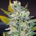 Space (World of Seeds) feminized
