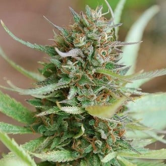 Strawberry Blue (World of Seeds) feminisiert