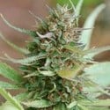 Strawberry Blue (World of Seeds) feminisiert