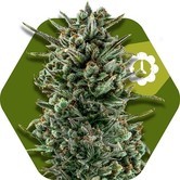 Amnesia Haze XL Autoflowering (Zambeza) feminized