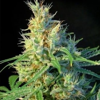 Psicodelicia (Sweet Seeds) feminisiert