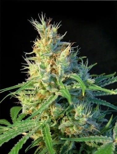 Psicodelicia (Sweet Seeds) feminisiert