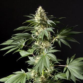 Black Bomb (Philosopher Seeds) feminisiert